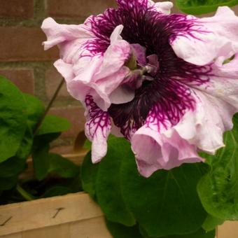 Petunia 'Superbissima Mixed'