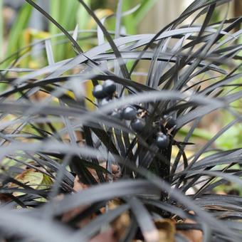 Ophiopogon planiscapus 'Niger