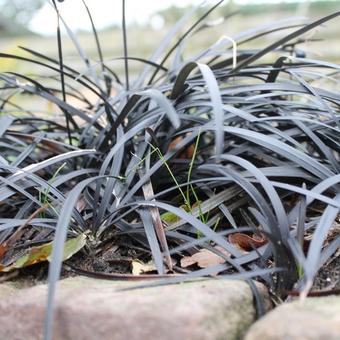 Ophiopogon planiscapus 'Niger