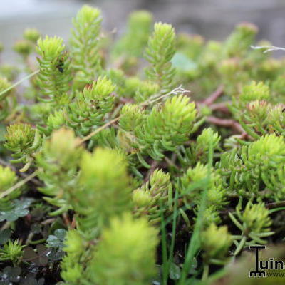 Sedum reflexum 'Angelina' - Sedum reflexum 'Angelina'