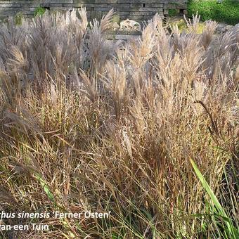 Miscanthus sinensis 'Ferner Osten'