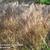 Miscanthus sinensis 'Ferner Osten'