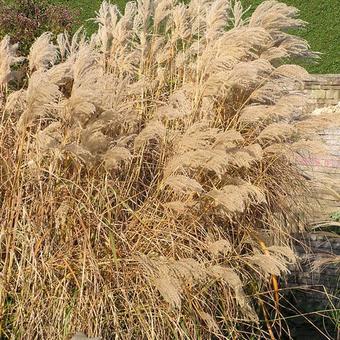 Miscanthus sinensis 'Gewitterwolke'