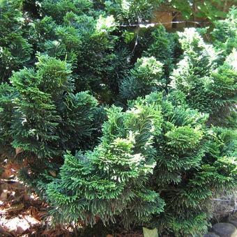 Chamaecyparis obtusa 'Nana Gracilis'