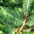 Picea glauca 'Conica'