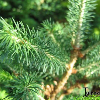 EPINETTE NAINE 'CONICA', EPICÉA BLANC 'CONICA' - Picea glauca 'Conica'