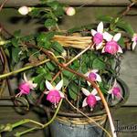 Fuchsia 'Delta's Sara' - 