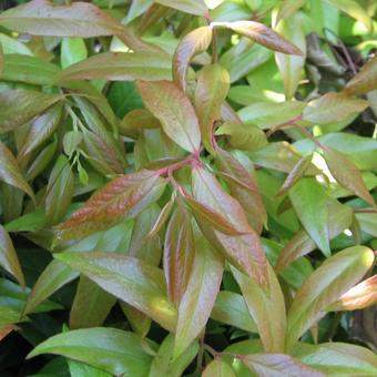 Leucothoe axillaris ‘Scarletta’