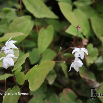 FLEUR DES ELFES , CHAPEAU D'ÉVÊQUE 'NIVEUM' - Epimedium x youngianum 'Niveum'