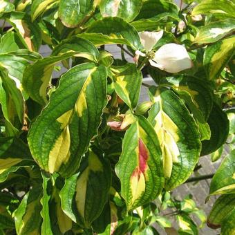 Cornus kousa 'Goldstar'