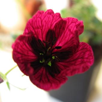 Geranium cinereum 'Purple Pillow'