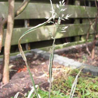 CHIENDENT PANACHÉ, HOUQUE MOLLIS 'ALBOVARIEGATUS' - Holcus mollis 'Albovariegatus'