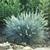 Festuca glauca 'Elijah Blue'