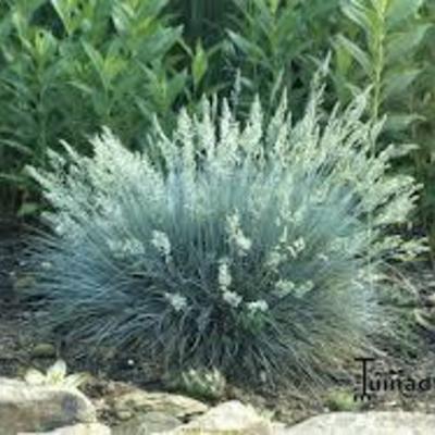 Festuca glauca 'Elijah Blue' - Festuca glauca 'Elijah Blue'