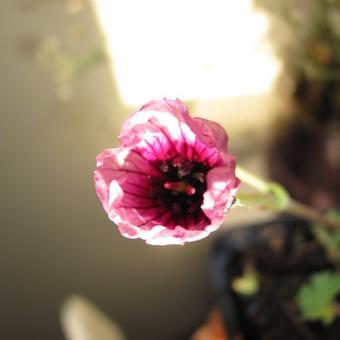 Geranium cinereum 'Tumbling Heart'