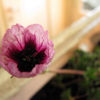 Geranium cinereum 'Tumbling Heart'