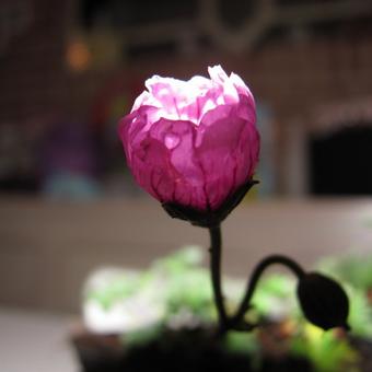 Geranium cinereum 'Tumbling Heart'