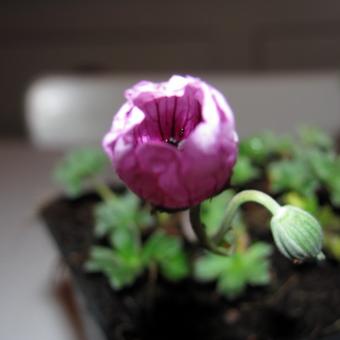 Geranium cinereum 'Tumbling Heart'