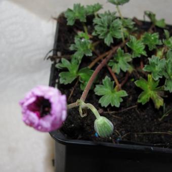 Geranium cinereum 'Tumbling Heart'