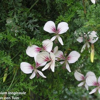 Pelargonium longicaule