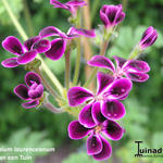 Pelargonium 'Lawrenceanum' - 