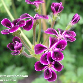 Pelargonium 'Lawrenceanum'