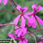 Pelargonium ionidiflorum - 