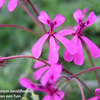 Pelargonium ionidiflorum