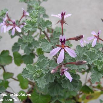 Pelargonium exstipulatum