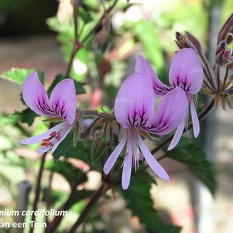 Pelargonium cordifolium