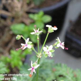 Pelargonium ceratophyllum