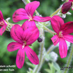 Pelargonium schottii - 