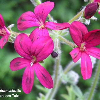 Pelargonium schottii