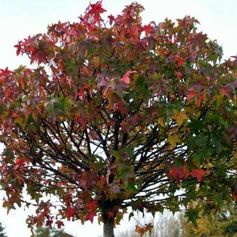 Liquidambar styraciflua 'Gum Ball'