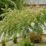 Salix integra ´Flamingo´ - 