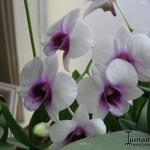 Dendrobium - 