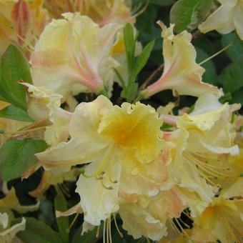 Rhododendron 'Lapwing'