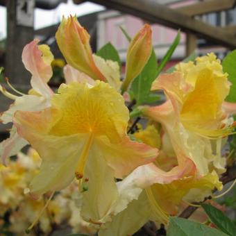 Rhododendron 'Lapwing'