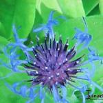 Centaurea montana 'Gold Bullion' - 