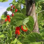 Phaseolus coccineus - 