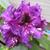 Rhododendron 'Purple Splendour'