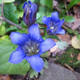 Gentiana scabra 'Encia Princess'