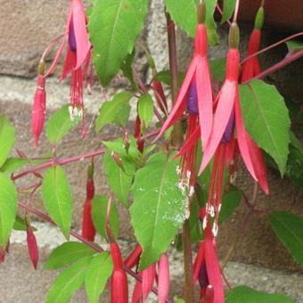 Fuchsia magellanica 'Riccartonii'