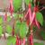 Fuchsia magellanica 'Riccartonii'