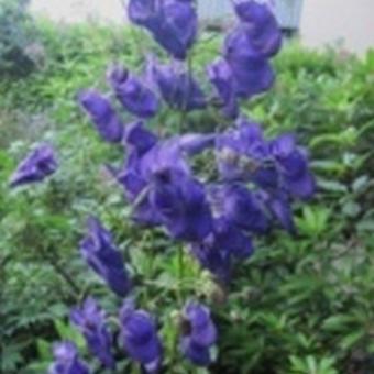 Aconitum henryi 'Spark's Variety'