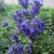 Aconitum henryi 'Spark's Variety'