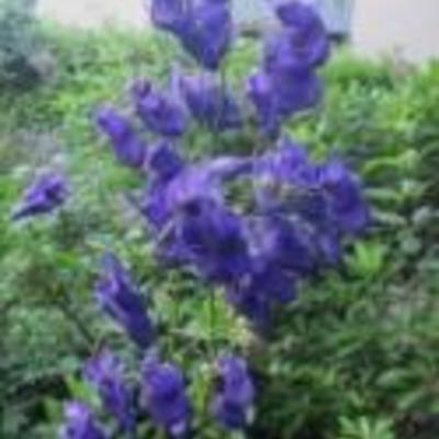 Aconitum henryi 'Spark's Variety' - 