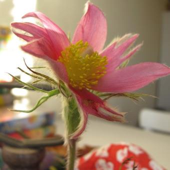 Pulsatilla vulgaris 'Papageno'