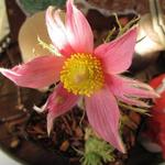 Pulsatilla vulgaris 'Papageno' - 