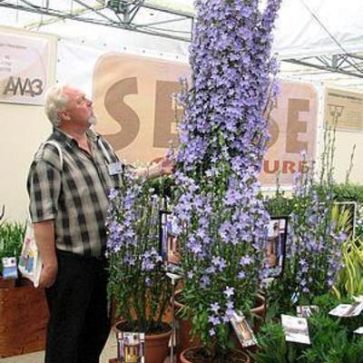 Campanula pyramidalis 'Aida' - 